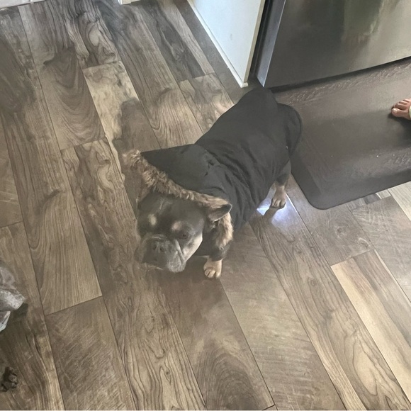 WAG N WOOF hooded dog winter/snow jacket|large - Picture 5 of 5